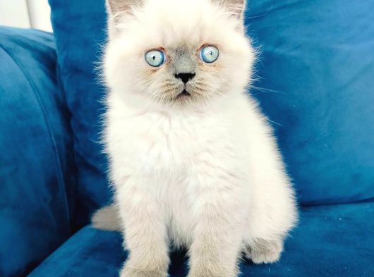 British Shortair Blue Point Yavrusu görsel