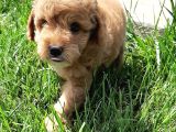 Maltipoo Yavruları Sizleri Bekliyor