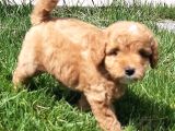Maltipoo Yavruları Sizleri Bekliyor