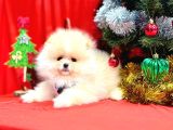 Pomeranian boo teddy bear Yavrularımız