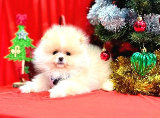 Pomeranian boo teddy bear Yavrularımız