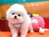 Boo Pomeranian Ayicik Bebekler
