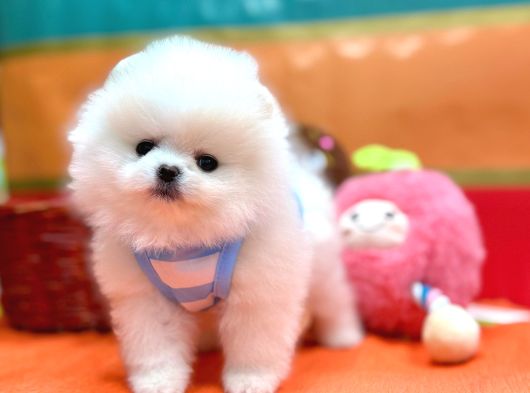 Boo Pomeranian Ayicik Bebekler görsel