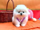Boo Pomeranian Ayicik Bebekler