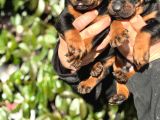 Üst Kalite King Doberman Yavrularım