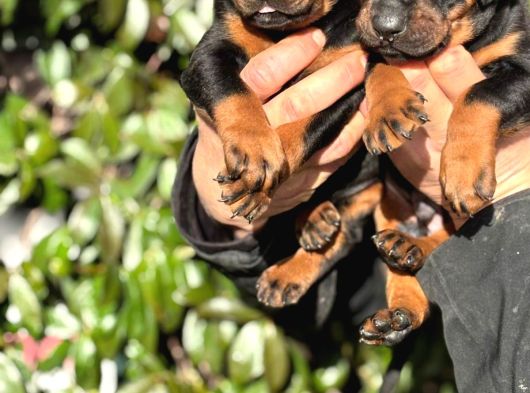 Üst Kalite King Doberman Yavrularım görsel