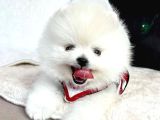 Gerçek Ayicik Surat Boo Pomeranian Yavrularımız