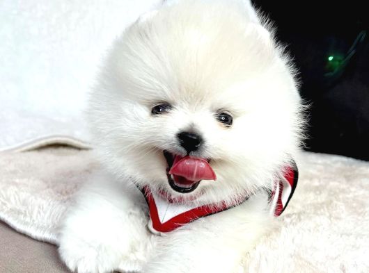 Gerçek Ayicik Surat Boo Pomeranian Yavrularımız