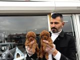 TÜRKİYENİN EN GÜZEL TOY POODLE YAVRULARI DİŞİ ERKEK ANKARA