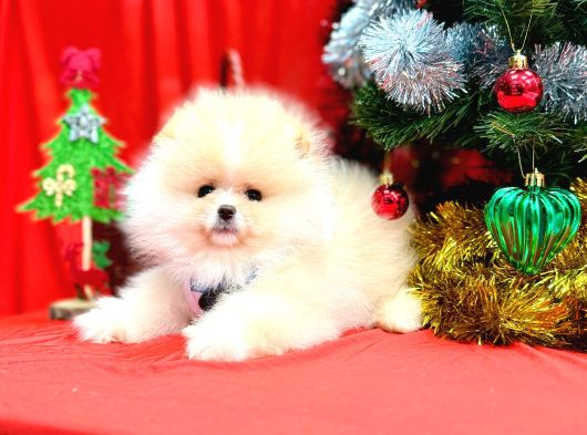Pomeranian Boo Teddy Bear Yavrularımız görsel