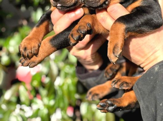 Üst Kalite King Doberman Yavrularım görsel