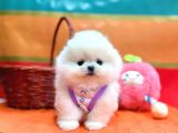 Boo Pomeranian Ayicik Bebekler