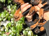 Üst Kalite King Doberman Yavrularım