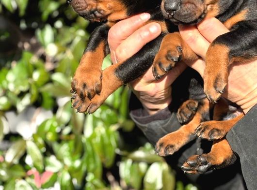 Üst Kalite King Doberman Yavrularım görsel