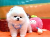 Boo Pomeranian Ayicik Bebekler