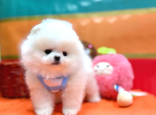Boo Pomeranian Ayicik Bebekler görsel