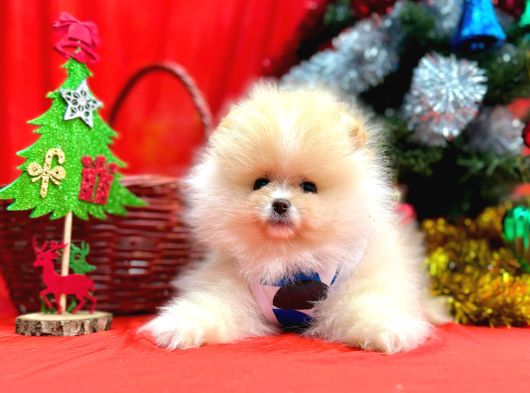 Pomeranian Boo Teddy Bear Yavrularımız görsel