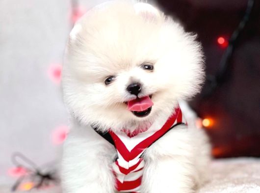 Gerçek Ayicik Surat Boo Pomeranian Yavrularımız görsel