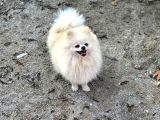 14 AYLIK DİŞİ POMERAİN BOO
