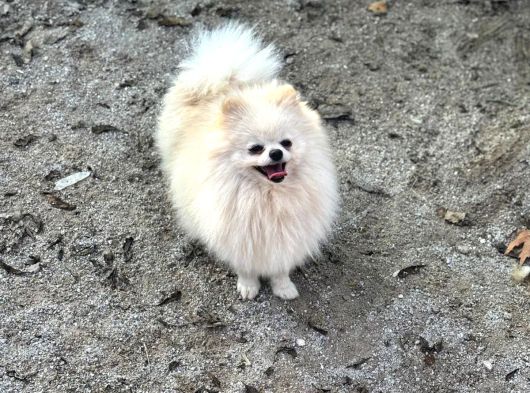 14 Aylik Di̇şi̇ Pomerai̇n Boo