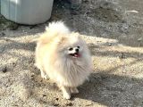 14 Aylik Di̇şi̇ Pomerai̇n Boo