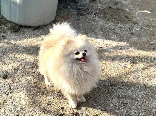 14 Aylik Di̇şi̇ Pomerai̇n Boo görsel