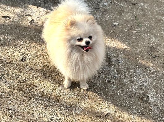 14 Aylik Di̇şi̇ Pomerai̇n Boo görsel