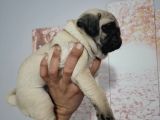 MUHTEŞEM PUG MOPS BEBEKLER