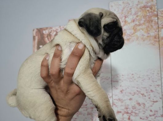 Muhteşem Pug Mops Bebekler