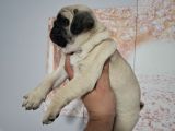 Muhteşem Pug Mops Bebekler