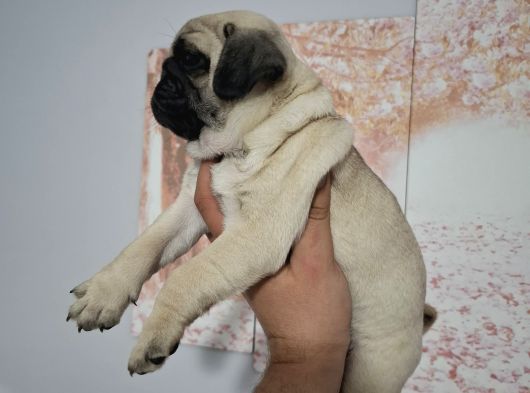 Muhteşem Pug Mops Bebekler görsel