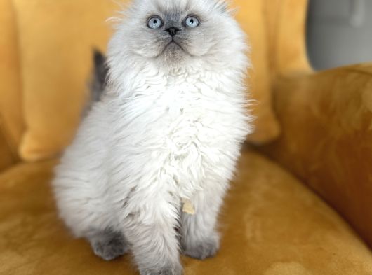 Türkiyenin En Güzel Scottish Fold Long Yuvarlak Kafa görsel