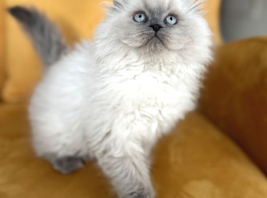 Türkiyenin En Güzel Scottish Fold Long Yuvarlak Kafa görsel