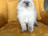 Türkiyenin En Güzel Scottish Fold Long Yuvarlak Kafa