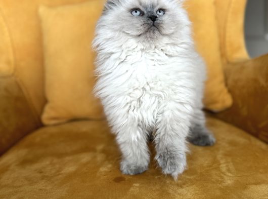 Türkiyenin En Güzel Scottish Fold Long Yuvarlak Kafa görsel