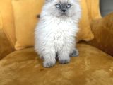 Türkiyenin En Güzel Scottish Fold Long Yuvarlak Kafa