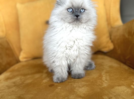 Türkiyenin En Güzel Scottish Fold Long Yuvarlak Kafa görsel