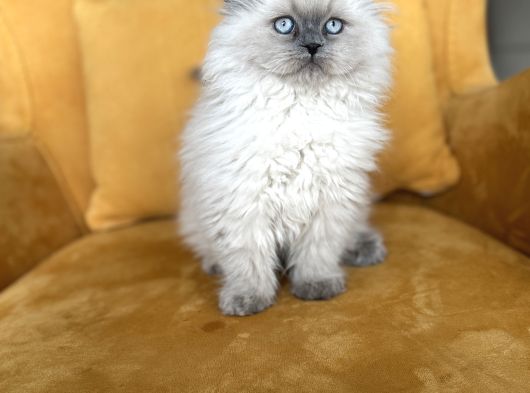Türkiyenin En Güzel Scottish Fold Long Yuvarlak Kafa görsel
