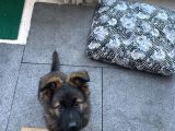 Yavru Alman Kurdu Acıklamayı Okuyunuz