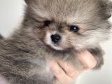 Mi̇ni̇ci̇k Ayicik Teacup Teddybear Pomeri̇anboo