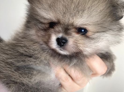 Mi̇ni̇ci̇k Ayicik Teacup Teddybear Pomeri̇anboo görsel