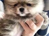 Mi̇ni̇ci̇k Ayicik Teacup Teddybear Pomeri̇anboo