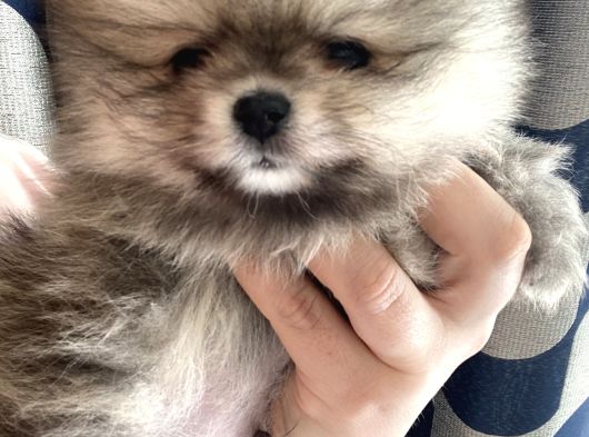 Mi̇ni̇ci̇k Ayicik Teacup Teddybear Pomeri̇anboo görsel