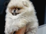 MİNİCİK AYICIK TEACUP TEDDYBEAR POMERİANBOO