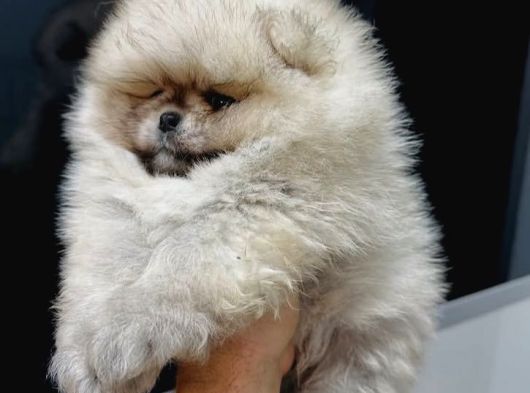 Mi̇ni̇ci̇k Ayicik Teacup Teddybear Pomeri̇anboo
