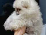 Mi̇ni̇ci̇k Ayicik Teacup Teddybear Pomeri̇anboo