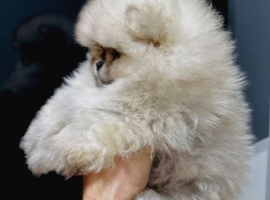 Mi̇ni̇ci̇k Ayicik Teacup Teddybear Pomeri̇anboo görsel