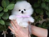 Ayı suratlı pomeranian boo bebeklerimiz