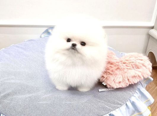 Sahnenin Yıldızı Pomeranian Boo Bebeklerimiz görsel