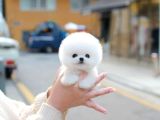 Sahnenin yıldızı pomeranian boo bebeklerimiz